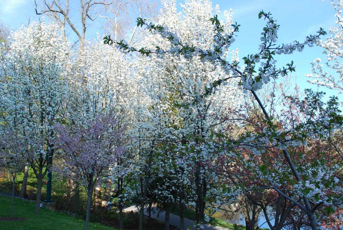 about the garden - buffalo cherry blossom festival april 29-may 4, 2020